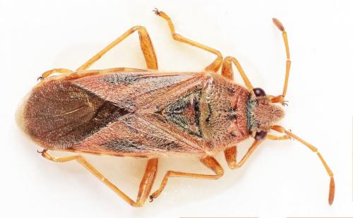 Arocatus longiceps